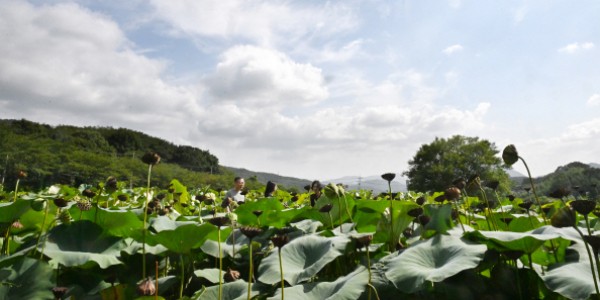 �λ� ��� �泲 �帮�� �������ĺ��� ���� ������