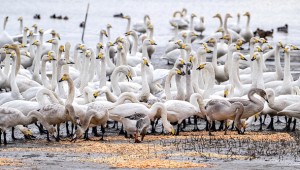 ������ ���ƿ� ����