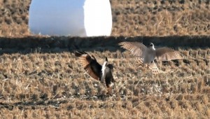 ����, �ż���