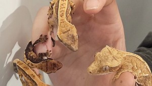 �λ�ó� ������ 100���� ���� ��¦
