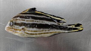 ±âÀå ¹Ù´Ù Ã£¾Æ¿Â ¾Æ¿´ë ¾î·ù ±ÞÁõ