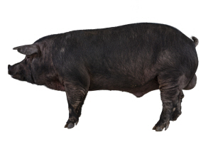 ����, ��ǰ�� ���� ���� ����� ���� Ȯ��� �Һ��� �Ը� �ٲ� �͡�