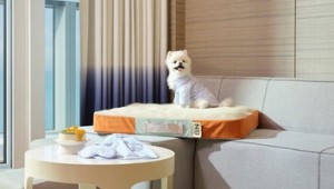 À¯Åë¾÷°è ¡®Æê±³À°¡¯ È£ÅÚ ¡®ÆêIJ½º¡¯¡¦¹Ý·Áµ¿¹°»ê¾÷ ¼ºÀå