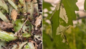 �̻���� ����, ������ �������ä�ɹ硤�丶�䰡 ����