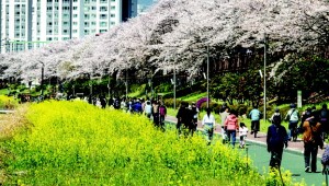 ���� ������ ���������� ����� �ܸ�