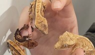�λ�ó� ������ 100���� ���� ��¦