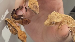 �λ�ó� ������ 100���� ���� ��¦